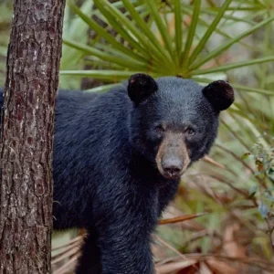 The-Paper-Bear